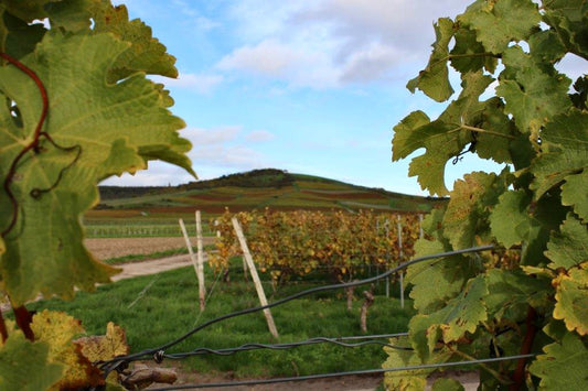 Das kleine 1x1 der Rebsorten in Rheinhessen – Vielfalt mit Riesling im Mittelpunkt